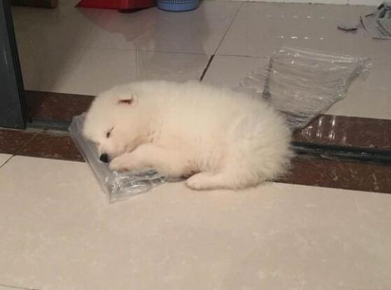 萨摩一只耳朵不能竖起来,萨摩耶耳朵不竖起来怎么办