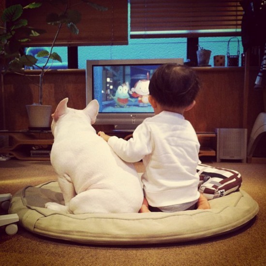 汪星人可以喂狗吗,汪星人怎么养狗