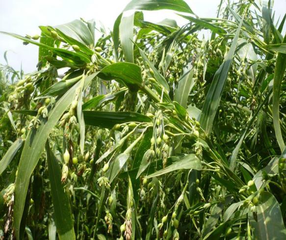 长斑长痘了用什么产品好,长痘长斑怎么调理