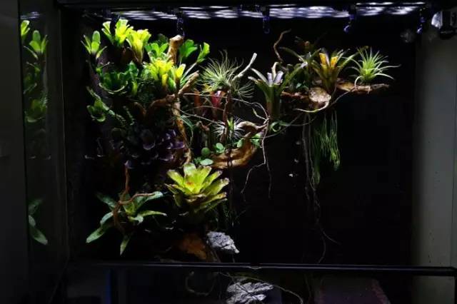 水族箱草缸开缸教程新手入门,雨林缸开缸多久植物才会稳定