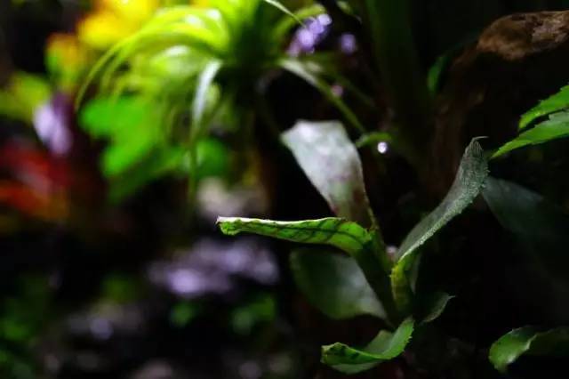 水族箱草缸开缸教程新手入门,雨林缸开缸多久植物才会稳定