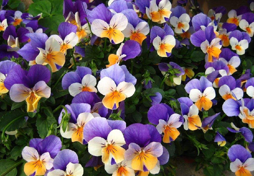 三色堇庭院图片,三色堇可食用盆栽