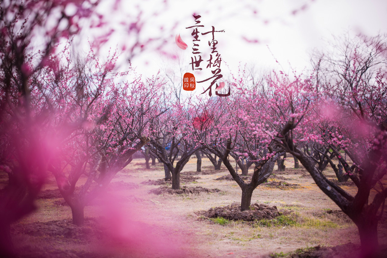 三生三世,十里梅花,遇见张家港