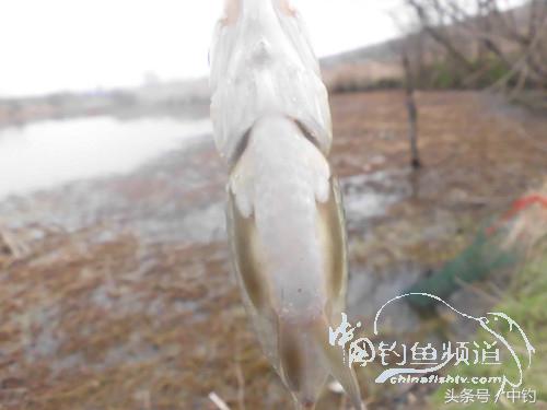 天气变化时鱼怎么不好钓,天气忽冷忽热鱼会怎么样