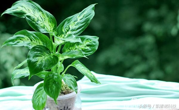 领导办公室适合养什么植物,办公室适合养什么花和植物好风水