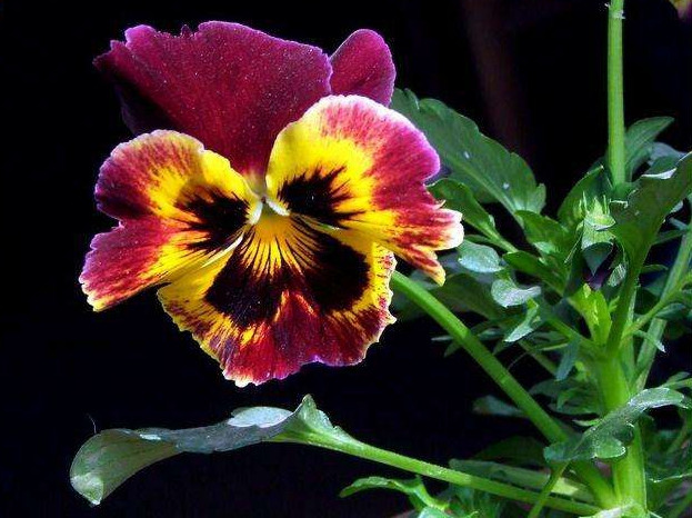 三色堇庭院图片,三色堇可食用盆栽