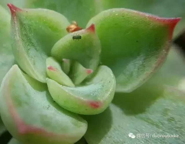 小心！这些坏蛋会吃多肉哦！