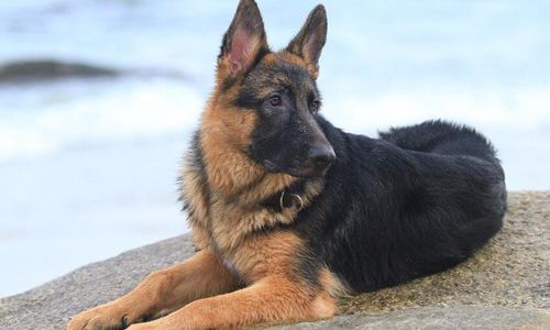 如何给德牧训练,训练德牧的正确方法和技巧