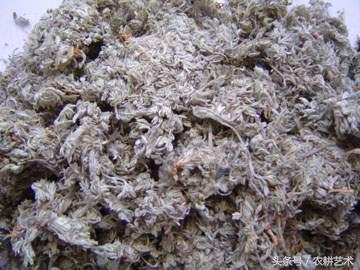 农村中草药图解大全,农村中草药图谱和作用