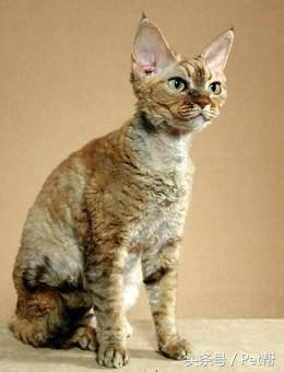世界名猫品种大全图片及名字介绍,世界名猫品种及价格表