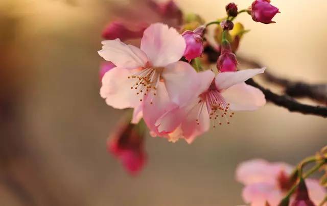 说走就走的踏青,说走就走的看花之旅