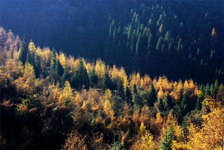 恩施森林旅游,恩施咸丰坪坝营旅游景点