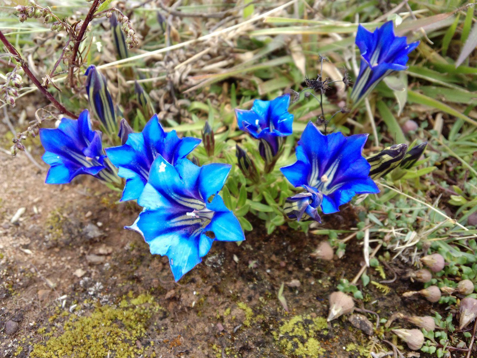 《本草》植物志之龙胆：唐朝的一场瘟疫，令它功成名就