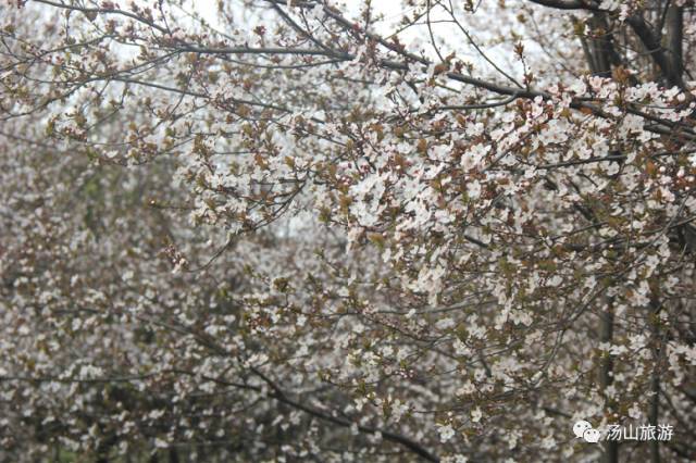 李家村一座水上桃源，与你约会这个春天