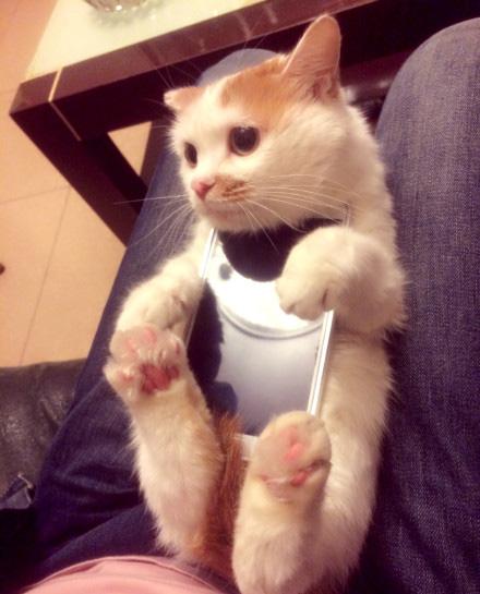 电影三生三世十里桃花手机壳,十里桃花手机壳