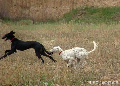哮天犬有几只狗,哮天犬还有别的狗吗