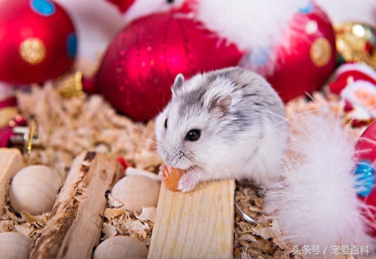 养仓鼠的十大禁忌仓鼠吃什么肉,不会养仓鼠的新手怎么养仓鼠