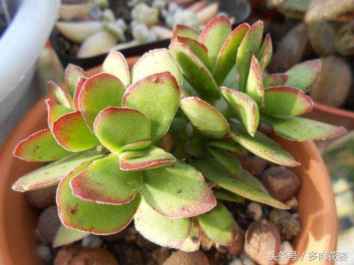 多肉天狗之舞完整版,每天带你认识不同的多肉植物