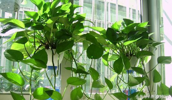 绿萝这样养疯长如瀑布半月长爆盆,绿萝如何养能快速爆盆