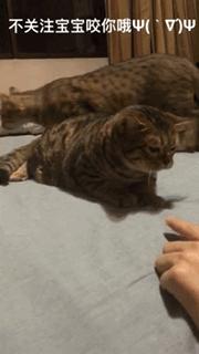 盘点喵星人睡觉被吓一跳的反应,喵星人和铲屎官的日常