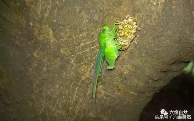 不同品种的蝉叫声有什么不同,知了与蝉的种类和叫声区别