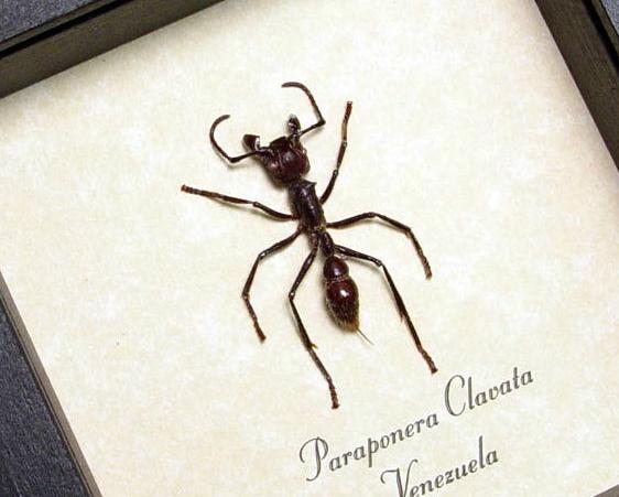 全异巨首蚁各种种类蚂蚁体型,世界上最可怕的昆虫子弹蚁