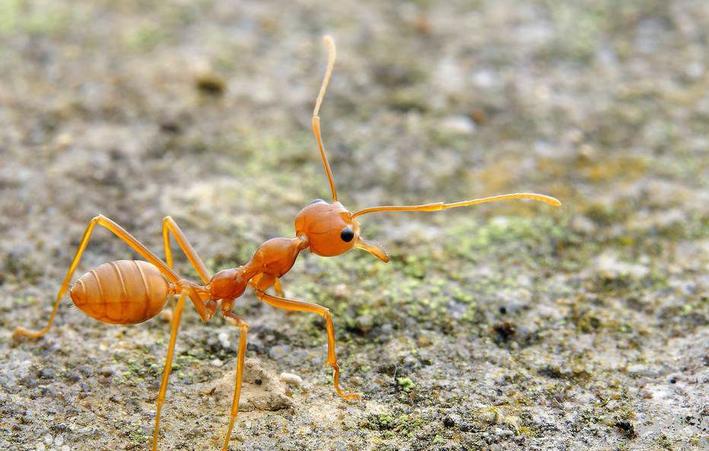 全异巨首蚁各种种类蚂蚁体型,世界上最可怕的昆虫子弹蚁