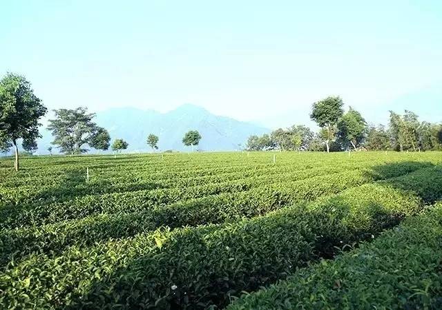 减肥是一种修行歌曲,为什么说减肥就是整容