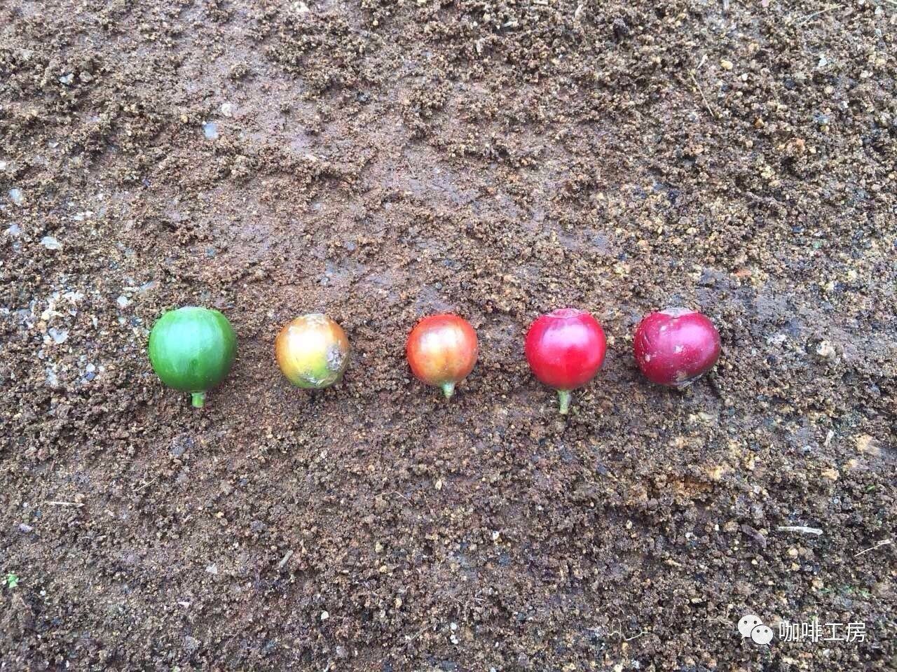 咖啡小白必须知道的词汇,咖啡专用术语大全