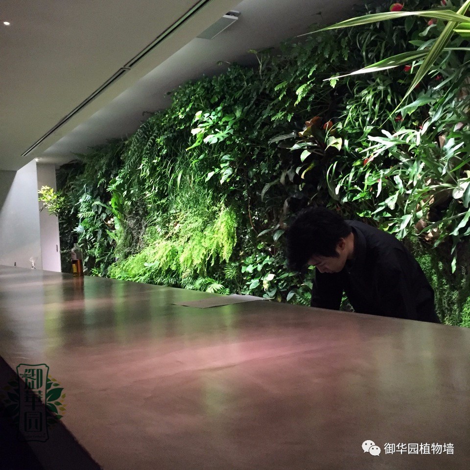 养花养眼养心解乏,卧室养花推荐高级植物