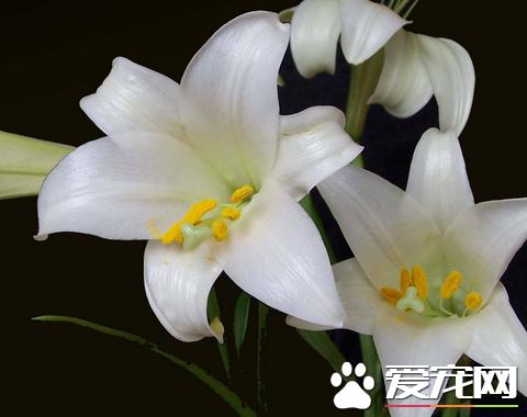 百合口感比较苦怎么回事,百合苦有酸味正常吗