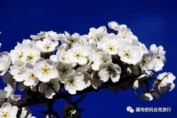 成都出发—川藏南线-北线-丹巴-色达五明佛学院-亚青寺-德格印经院-昌都-然乌湖-来古冰川-波密-林芝-拉萨经典十二日游