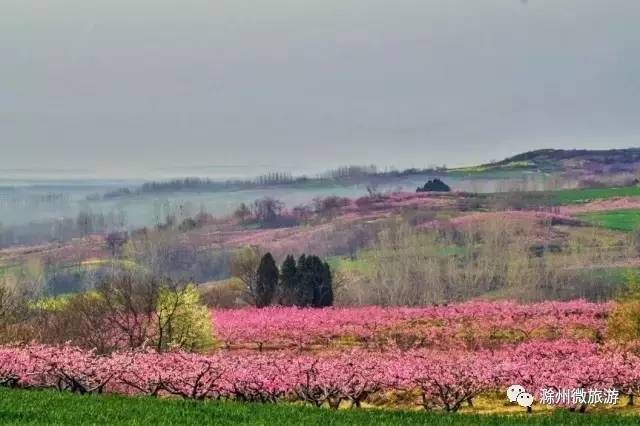 中国最美桃花林发出邀请函请查收 (明光市涧溪桃花节)