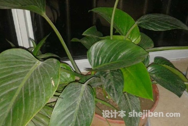 客厅摆放什么植物挡煞招财最好,客厅财位上放什么最招财