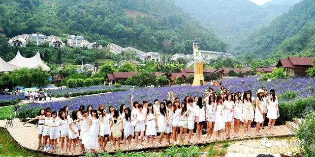 广东哪里的花海最美五月,肇庆德庆盘龙峡薰衣草