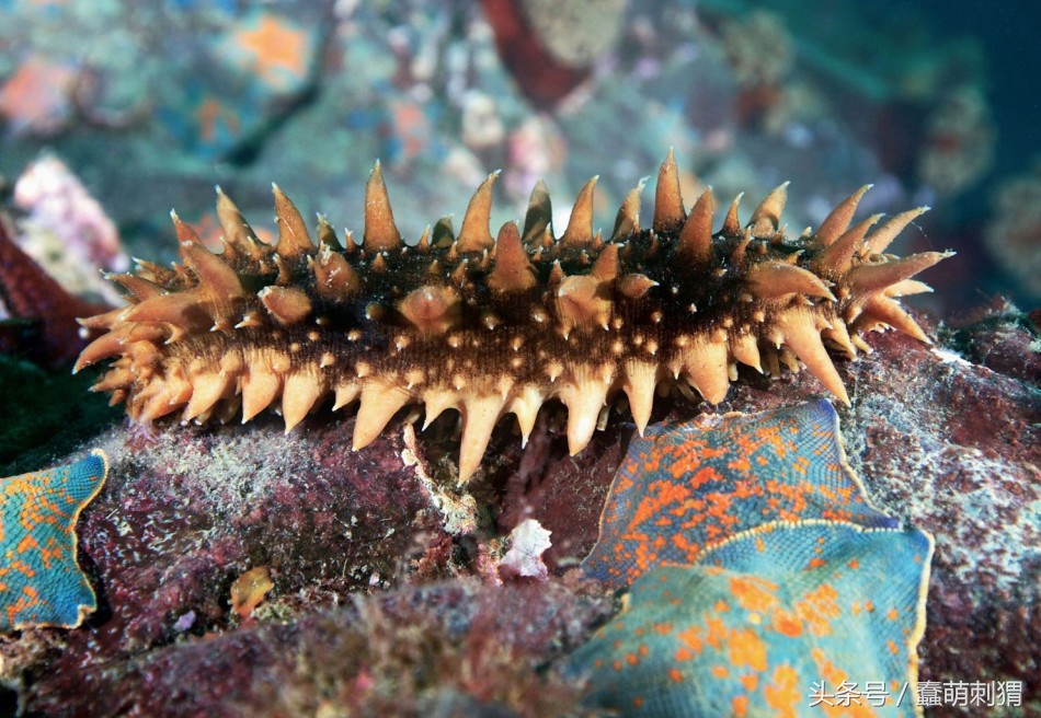 孕妇吃的感冒食品,孕妇也能吃的海参