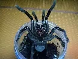 泰国金属蓝形态特点,泰国金属蓝蜘蛛