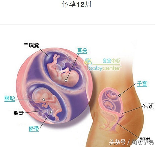 胎儿发育40周全过程b超影像,胎儿1-40周发育过程图高清