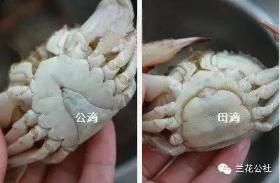 好吃的海鲜做法收藏这一篇就够了,18种经典海鲜做法