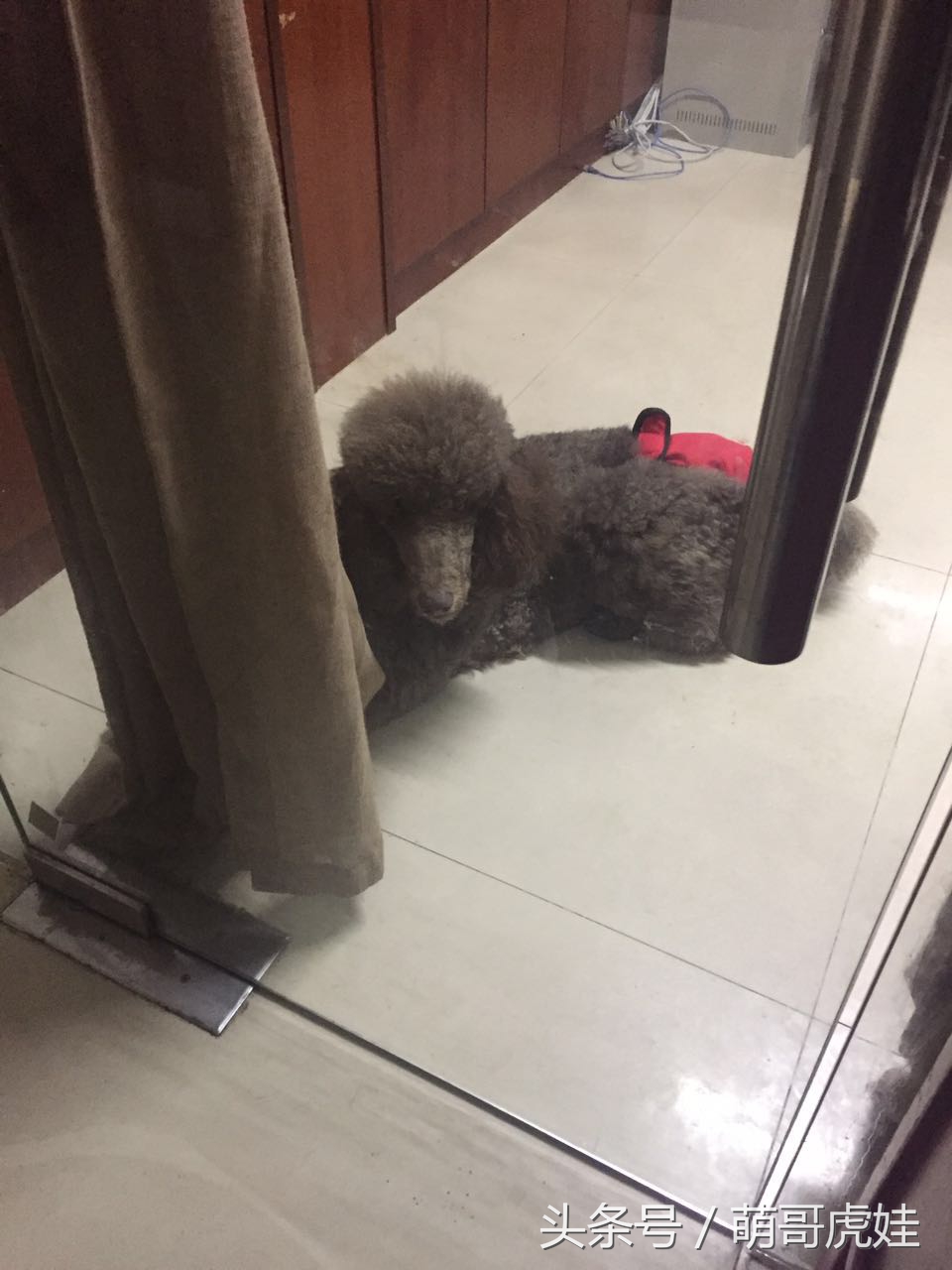 家里两只巨型贵宾犬,巨型贵宾犬发情跟泰迪一样吗