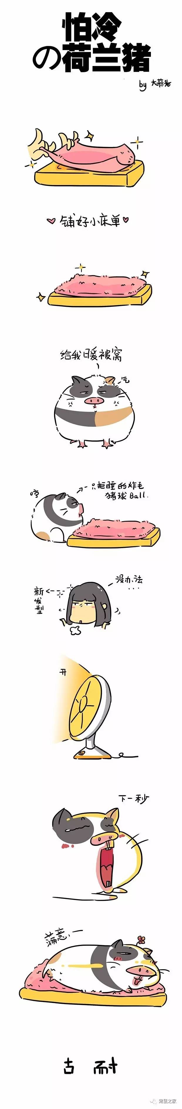 荷兰猪出门需要准备什么,荷兰猪可以独自待一个月