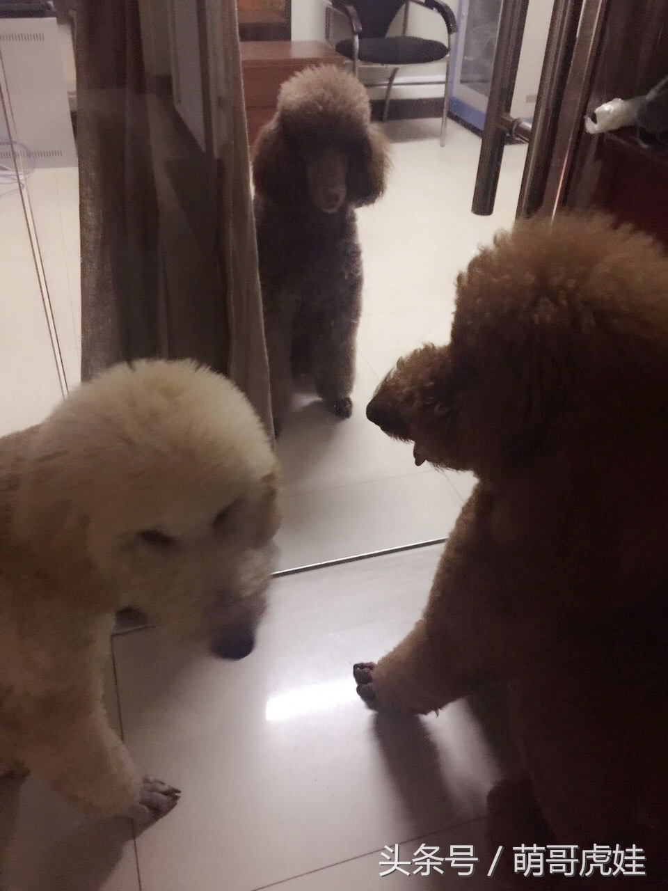 家里两只巨型贵宾犬,巨型贵宾犬发情跟泰迪一样吗