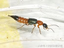 隐翅虫皮炎部位睡觉需要避开吗,晚上睡觉怎么避免隐翅虫