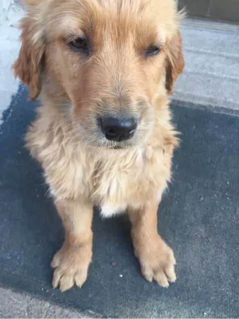 小孩该怎么对待金毛 (一岁多的金毛怎么教养他)