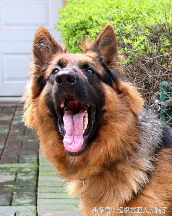 如何让一条温顺的德牧变得凶猛,如何把德牧训练的温顺又能护主