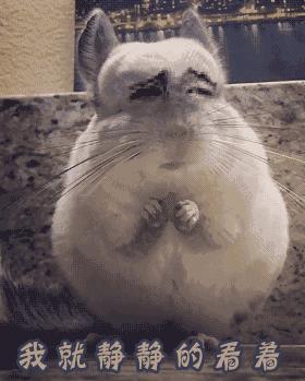 荷兰猪外出郊游,操心的事太多,其实只要做到这几点就可以了