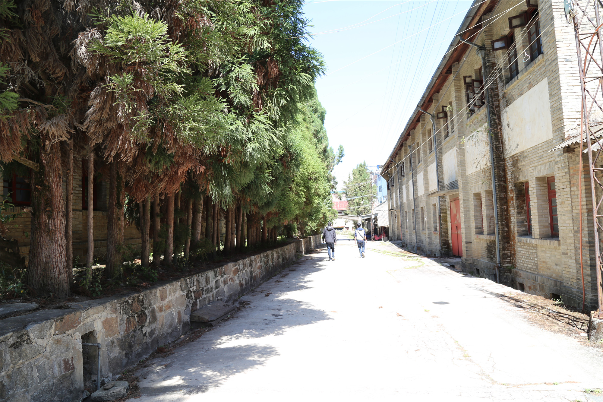 滇红记忆中国名茶,滇红创始人冯绍裘