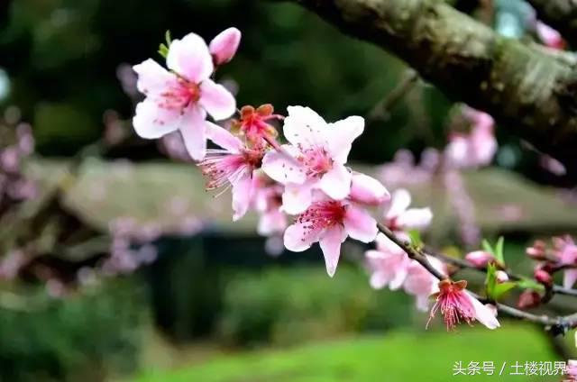 龙岩赏花景点,龙岩的花海
