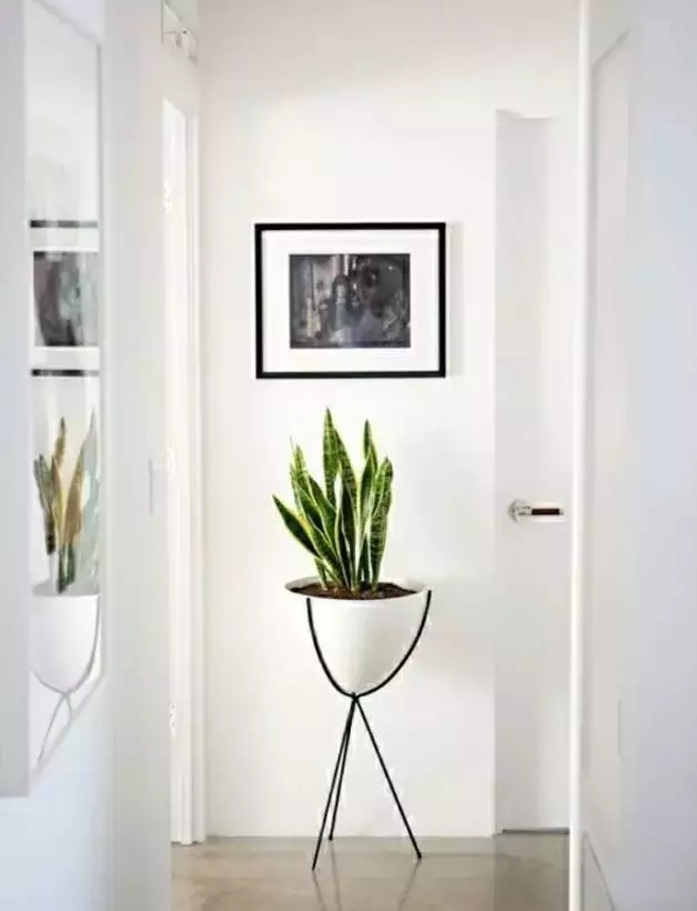 家里养的绿色植物可以净化空气吗,室内净化空气植物