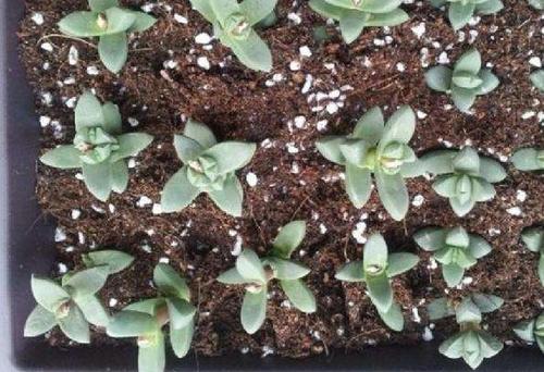 鹿角多肉的养殖方法和注意事项,鹿角多肉如何养殖视频